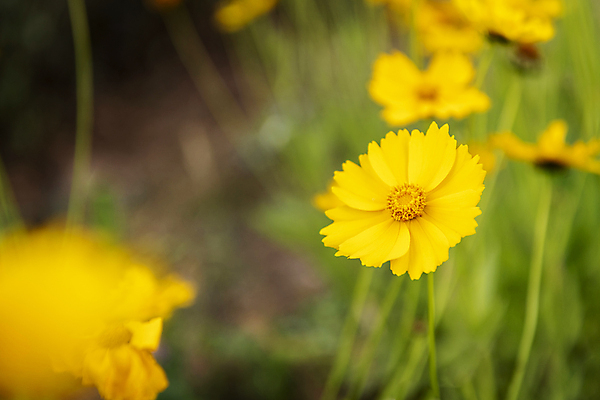 포토 JPG 주간 여름꽃 자연 풍경 근접촬영 사람없음 야외 아웃포커스 소프트포커스 금계국 국내포토 자연요소 꽃 뷰포인트 촬영기법 생태계 파일형식 여름_계절