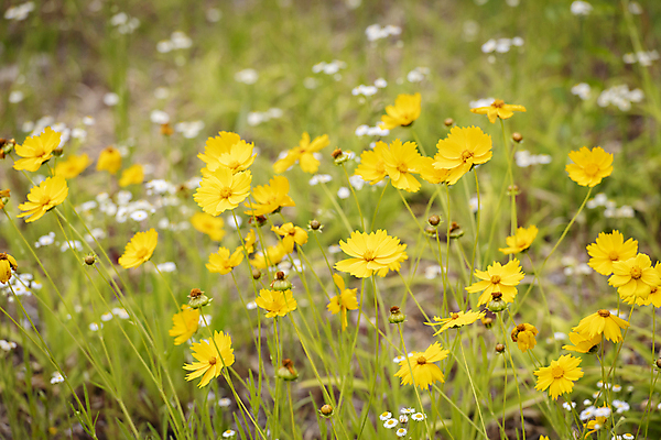 포토 JPG 주간 꽃밭 여름꽃 자연 풍경 사람없음 야외 아웃포커스 금계국 국내포토 자연요소 꽃 촬영기법 생태계 파일형식 여름_계절