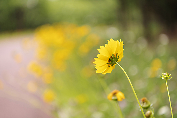 포토 JPG 주간 여름꽃 자연 풍경 근접촬영 사람없음 야외 아웃포커스 보케 금계국 국내포토 자연요소 꽃 뷰포인트 촬영기법 생태계 파일형식 여름_계절