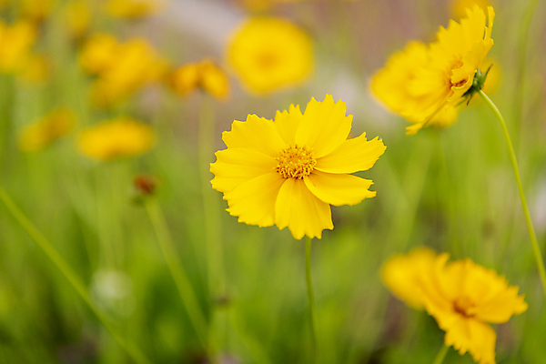 포토 JPG 주간 여름꽃 자연 풍경 근접촬영 사람없음 야외 아웃포커스 금계국 국내포토 자연요소 꽃 뷰포인트 촬영기법 생태계 파일형식 여름_계절