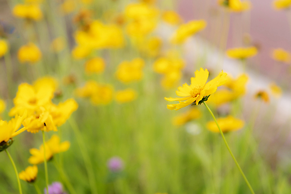 포토 JPG 주간 여름꽃 자연 풍경 사람없음 야외 아웃포커스 금계국 국내포토 자연요소 꽃 촬영기법 생태계 파일형식 여름_계절