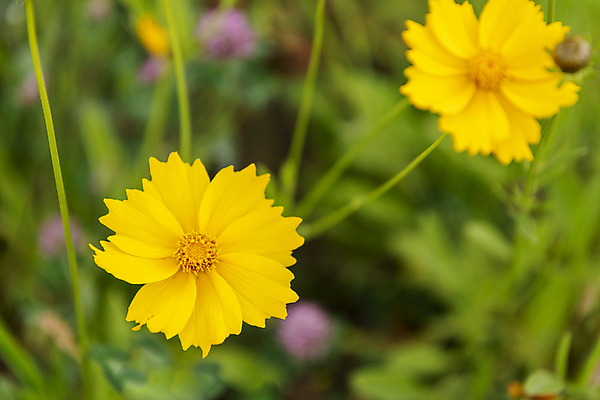 포토 JPG 주간 여름꽃 자연 풍경 근접촬영 사람없음 야외 아웃포커스 금계국 국내포토 자연요소 꽃 뷰포인트 촬영기법 생태계 파일형식 여름_계절