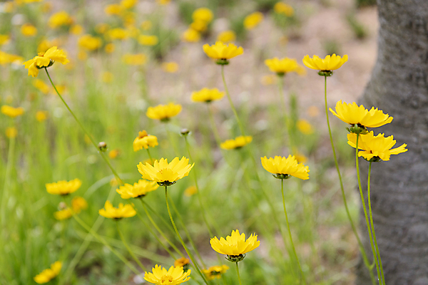 포토 JPG 주간 여러송이 꽃밭 여름꽃 자연 풍경 사람없음 야외 아웃포커스 금계국 국내포토 자연요소 꽃 다수 촬영기법 생태계 파일형식 여름_계절