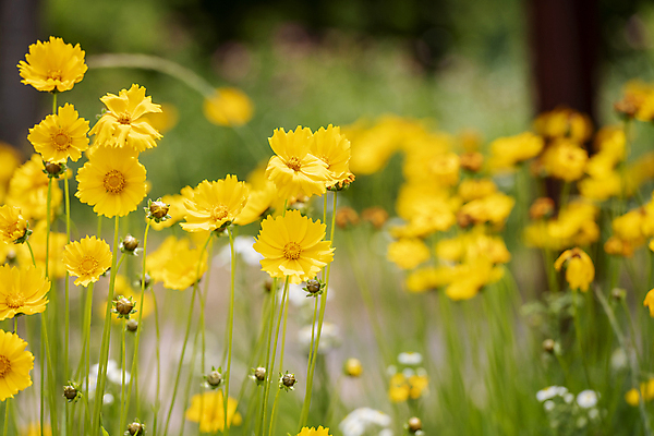 포토 JPG 주간 여러송이 여름꽃 자연 풍경 사람없음 야외 아웃포커스 꽃봉오리 금계국 국내포토 자연요소 꽃 다수 촬영기법 생태계 파일형식 여름_계절