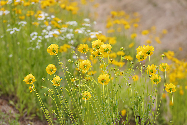 포토 JPG 주간 여러송이 꽃밭 여름꽃 자연 풍경 사람없음 야외 아웃포커스 금계국 국내포토 자연요소 꽃 다수 촬영기법 생태계 파일형식 여름_계절