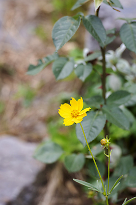 포토 JPG 주간 잎 여름꽃 자연 풍경 근접촬영 사람없음 야외 아웃포커스 꽃봉오리 금계국 국내포토 자연요소 식물 꽃 뷰포인트 촬영기법 생태계 파일형식 여름_계절