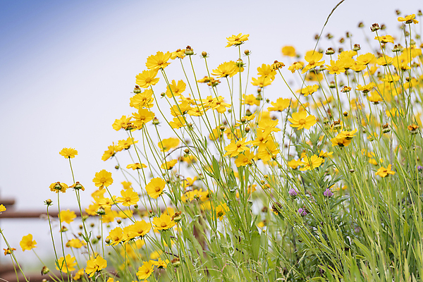 포토 JPG 주간 꽃밭 여름꽃 자연 하늘 풍경 사람없음 야외 아웃포커스 금계국 국내포토 자연요소 꽃 촬영기법 생태계 파일형식 여름_계절