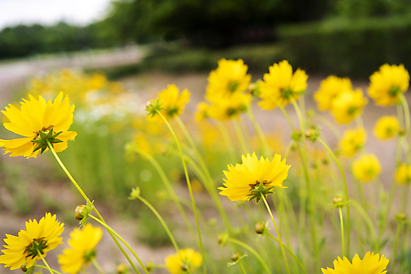 포토 JPG 주간 여러송이 여름꽃 자연 풍경 사람없음 야외 아웃포커스 금계국 국내포토 자연요소 꽃 다수 촬영기법 생태계 파일형식 여름_계절