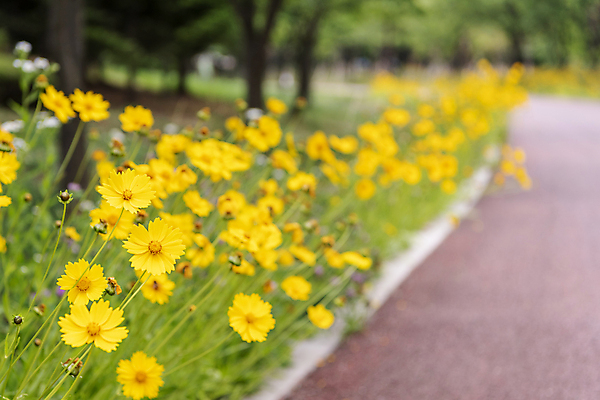 포토 JPG 주간 공원 여러송이 여름꽃 자연 풍경 사람없음 야외 아웃포커스 산책로 공원길 금계국 국내포토 자연요소 공공시설 꽃 길 다수 촬영기법 생태계 파일형식 여름_계절