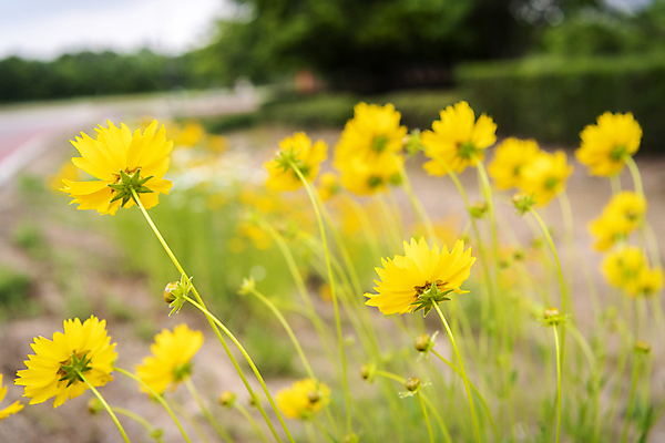 포토 JPG 주간 여러송이 여름꽃 자연 풍경 근접촬영 사람없음 야외 아웃포커스 금계국 국내포토 자연요소 꽃 뷰포인트 다수 촬영기법 생태계 파일형식 여름_계절