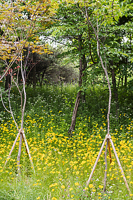 포토 JPG 주간 나무 꽃밭 여름꽃 자연 풍경 사람없음 야외 풀 금계국 국내포토 자연요소 식물 꽃 생태계 파일형식 여름_계절