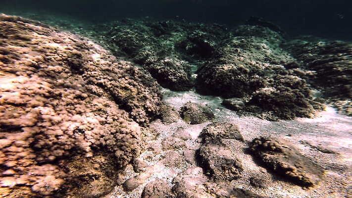 야생동물 바다 여행 백그라운드 자연 휴가 어류 사람없음 야외 물 파란색 컬러풀 환경 맑음 수중 스노클링 다이빙 암초 4K MOV 해외동영상 클립영상 자연요소 동물 컬러 날씨 수영 수중동물 수상스포츠 생태계 동영상 수중스포츠 파일형식