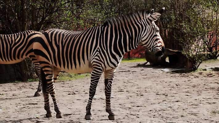 동물 공원 야생동물 여행 포유류 아프리카 자연 초식동물 흑백 국립공원 초원 사람없음 걷기 검은색 놀람 줄무늬 손상 게임 흰색 황무지 군중 방목 사파리 얼룩말 갈기 변장 케냐 내추럴 동물상 사바나 세렝게티 전국 탄자니아 많음 MOV 해외동영상 클립영상 공공시설 감정 나라 컬러 컨셉 무늬 모션 놀이 촬영기법 표정 사람 조형물 말 축산업 생태계 동영상 파일형식