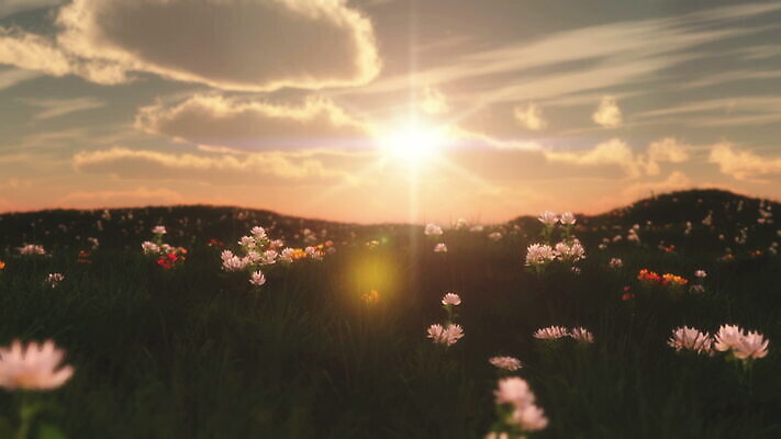 식물 계절 꽃 백그라운드 밭 농업 자연 하늘 아침 잔디 사람없음 야외 빨간색 초록색 파란색 햇빛 태양 농장 노란색 일출 환경 정원 맑음 일몰 봄 벚꽃 시골 저녁 민들레 땅 장면 내추럴 MOV 해외동영상 클립영상 주간 자연요소 산업 컬러 날씨 노을 야간 생태계 동영상 파일형식