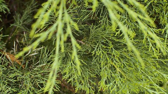 나무 식물 계절 공원 백그라운드 잎 패턴 모션 자연 파노라마 사람없음 야외 초록색 뷰티 카메라 정원 나뭇가지 닫기 숲 관목 심볼 만족 질감 내추럴 향나무 4K MOV 해외동영상 클립영상 공공시설 감정 컬러 무늬 촬영기법 전자제품 생태계 동영상 파일형식