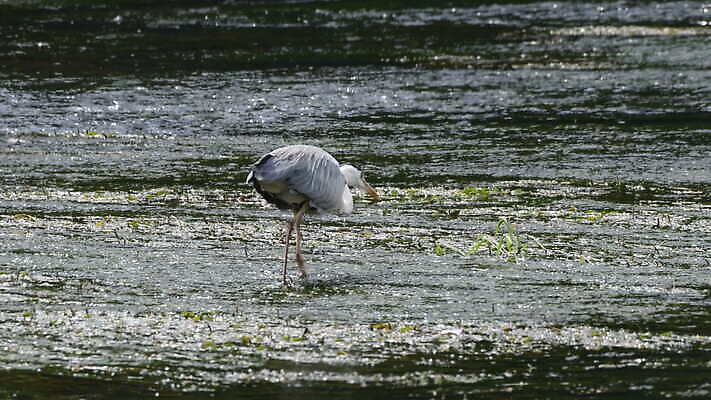 동물 응시 야생동물 자연 조류 낚시 한국 어류 서기 사람없음 야외 초록색 물 파란색 강 환경 식사 회색 흐름 흰색 관찰 잡기 닫기 큼 먹이 먹기 왜가리 깃털 사냥 부리 육식동물 암초 목 동물상 4K MOV 해외동영상 클립영상 자연요소 시선 아시아 컬러 컨셉 모션 레저 신체부위 조형물 수중동물 크기 생태계 동영상 파일형식