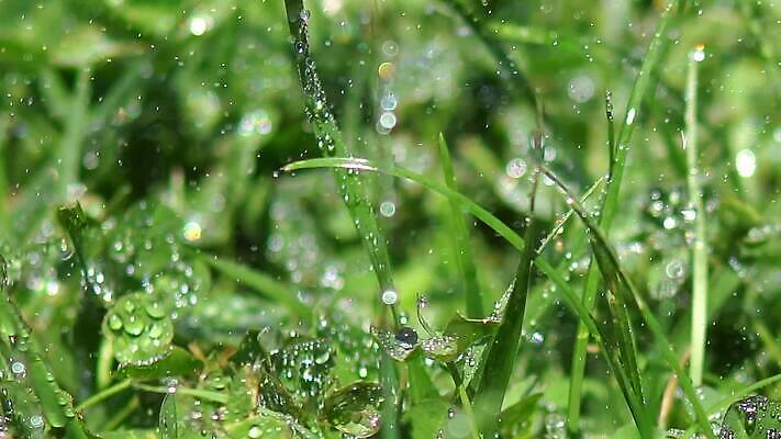 식물 계절 컬러 백그라운드 잎 자연 아침 날씨 잔디 초원 사람없음 야외 초록색 물 여름 빛 햇빛 태양 뷰티 반사 일출 환경 정원 맑음 봄 활발 젖음 성장 물방울 신선 떨어짐 이슬 빗방울 순수 보케 내추럴 블러 MP4 해외동영상 클립영상 주간 자연요소 컨셉 노을 비_날씨 생태계 동영상 파일형식
