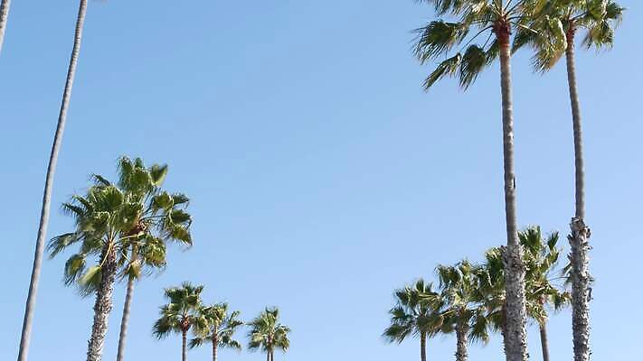 디자인 상징 로우앵글 여행 백그라운드 하늘 휴가 왕관 사람없음 여름 야자수 햇빛 뷰티 맑음 미국 꿈 자유 분위기 질감 심플 캘리포니아 태평양 할리우드 로스앤젤레스 이국적 파라다이스 카피스페이스 미니멀 4K 산타모니카 MP4 해외동영상 클립영상 나무 계절 바다 뷰포인트 컨셉 북아메리카 날씨 태양 공백 동영상 파일형식