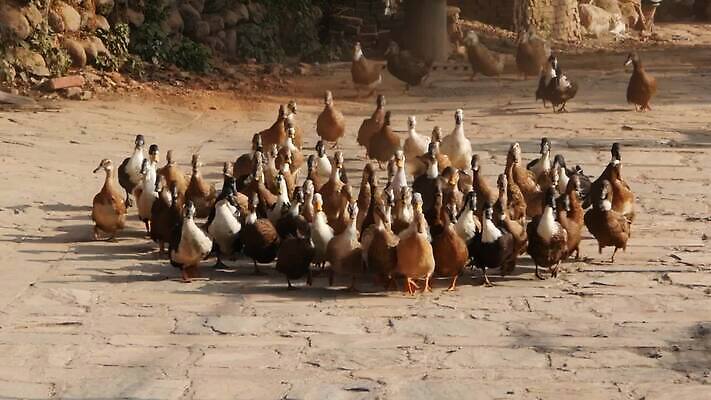 동물 농업 날개 모션 자연 조류 아침 생물 오리 사람없음 야외 달리기 햇빛 갈색 가축 바위 시골 그룹 군중 깃털 정사각형 부리 지역 네팔 물새 기르기 밭일 카트만두 많음 카피스페이스 MP4 해외동영상 클립영상 주간 도형 산업 아시아 컬러 컨셉 사람 태양 공백 돌_바위 생태계 동영상 돌봄 파일형식