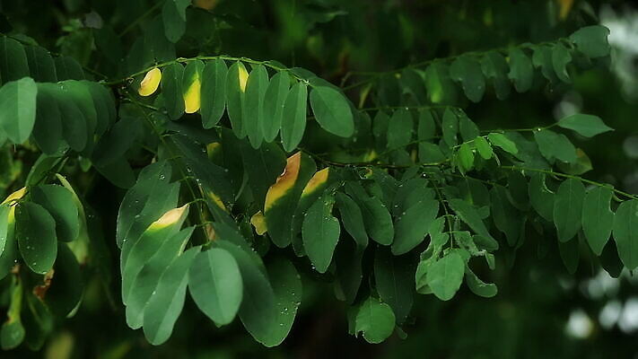 나무 식물 계절 공원 컬러 백그라운드 잎 겨울 자연 바람 날씨 사람없음 초록색 물 빛 환경 어둠 봄 나뭇가지 떨어짐 숲 폭풍 내추럴 땅바닥 MOV 해외동영상 슬로모션 클립영상 자연요소 공공시설 컨셉 바닥 촬영기법 생태계 동영상 파일형식