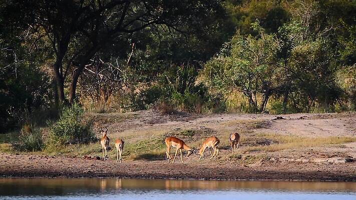 동물 야생동물 포유류 아프리카 자연 국립공원 사람없음 야외 관광지 황무지 보호 강가 사파리 싸움 영양 남아프리카 보츠와나 보호구역 크루거 MOV 해외동영상 클립영상 공원 나라 여행 컨셉 모션 강 생태계 동영상 남아프리카공화국 구역 파일형식