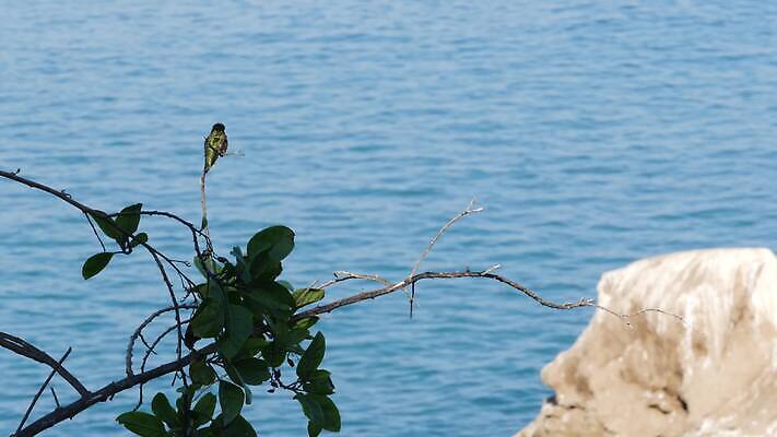 동물 바다 무지개 날개 생물 경사 사람없음 여름 빛 컬러풀 어둠 다양 소프트포커스 수분 깃털 속도 생태계 에메랄드 캘리포니아 부드러움 꿀 계산서 벌새 스펙트럼 4K MP4 해외동영상 클립영상 자연요소 계절 컬러 다수 촬영기법 미국 감각 보석 동영상 파일형식