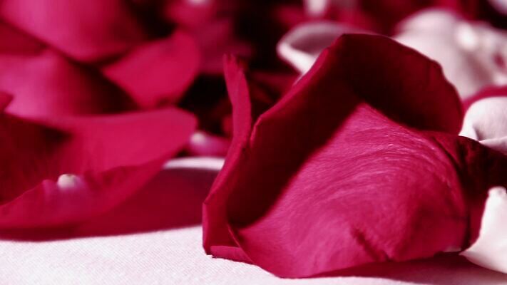 계절 기념일 꽃잎 꽃 분홍색 컬러 결혼 백그라운드 이동 잎 꽃무늬 바람 휴가 친절 발렌타인데이 선물 사랑 사람없음 빨간색 장미 봄 낭만 흰색 신선 떨어짐 불기 느림 거짓말 고립 MOV 해외동영상 클립영상 자연요소 식물 감정 컨셉 무늬 모션 데이이벤트 날씨 이벤트 동영상 파일형식