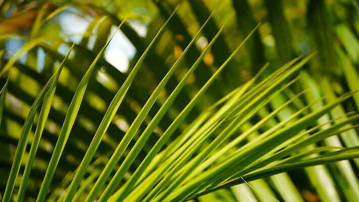 식물 야생동물 백그라운드 컨셉 잎 패턴 추상 휴가 손바닥 사람없음 초록색 햇빛 태양 환경 맑음 스파 신선 닫기 소프트포커스 열대우림 에코 유기농 질감 부드러움 남쪽 내추럴 블러 이국적 파라다이스 그리너리 MOV 해외동영상 클립영상 자연요소 동물 손 웰빙 컬러 무늬 모션 날씨 촬영기법 감각 숲 방향 동영상 파일형식 트랜드컬러