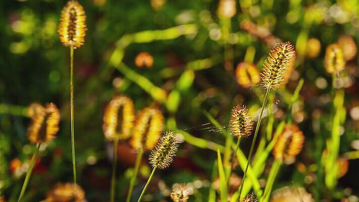 나무 식물 계절 공원 길 컬러 백그라운드 단풍 잎 패턴 오렌지 모션 자연 추상 풍경 사람없음 야외 초록색 햇빛 태양 갈색 노란색 환경 맑음 침묵 활발 덮개 가을 전원 황금 떨어짐 숲 묘사 질감 장면 내추럴 4K MOV 해외동영상 클립영상 자연요소 공공시설 컨셉 무늬 과일 날씨 소리 뚜껑 전기에너지 생태계 동영상 파일형식