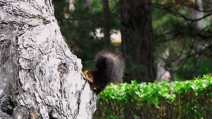 나무 동물 척추동물 응시 야생동물 포유류 자연 생물 수염 털 사람없음 빨간색 초록색 반려동물 갈색 설치류 숲 작음 먹기 꼬리 다람쥐 솜털 개암나무 집게발 유라시아 4K MP4 해외동영상 클립영상 식물 시선 유럽 아시아 컬러 모션 크기 생태계 동영상 파일형식