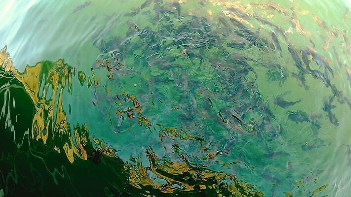 바다 여행 자연 어류 사람없음 물 파란색 환경 바닷속 수중 산호 먹이 생태계 태평양 암초 고등어 4K MOV 해외동영상 클립영상 자연요소 컬러 수중동물 자포동물 동영상 파일형식