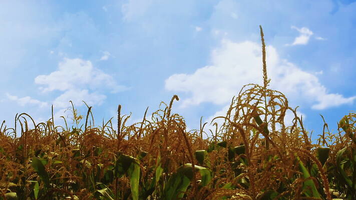 식물 구름 계절 음식 파도 줄기 잎 밭 농업 모션 자연 하늘 건조 건강 옥수수 풍경 사람없음 초록색 농작물 농장 노란색 환경 농사 수확 성장 시골 신선 고리 낟알 땅 흔들림 유기농 날것 내추럴 줄서기 MOV 해외동영상 클립영상 자연요소 웰빙 산업 바다 컬러 곡류 생태계 동영상 파일형식