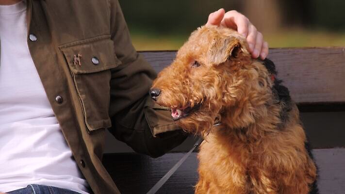 동물 손 응시 공원 남자 관계 앉기 야외 반려동물 갈색 걷기 귀여움 우정 산책 닫기 개 테리어 스마트 만족 스크래치 주둥이 주인 유래 지능 총구 충실 흥미 쓰다듬기 4K MOV 해외동영상 클립영상 시선 공공시설 감정 컬러 컨셉 포유류 모션 휴식 사람 신체부위 친구 동영상 파일형식