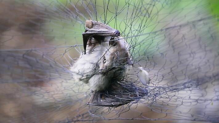 동물 건강 병원 피곤 가면 동양인 사람없음 치료 약 건강관리 중국 펼침 고통 환자 죽음 열 수비 바이러스 호흡 질병 감염 번짐 전염 박쥐 주인 위생관리 투입 사스 코로나바이러스 4K MOV 해외동영상 클립영상 감정 아시아 컨셉 포유류 의학 모션 관리 인종 동영상 파일형식 효과