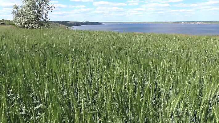 식물 계절 밭 농업 자연 하늘 옥수수 풍경 사람없음 야외 초록색 여름 파란색 농작물 태양 농장 노란색 일출 일몰 봄 성장 시골 낟알 땅 밀 장면 스카이라인 내추럴 밭일 4K MP4 해외동영상 클립영상 자연요소 산업 컬러 곡류 노을 생태계 동영상 파일형식