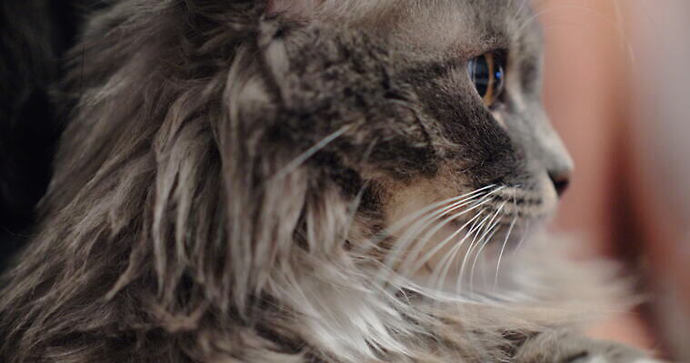 동물 여유 수염 사람없음 반려동물 고양이 회색 솜털 주둥이 돌봄 타격 4K MOV 해외동영상 클립영상 감정 컬러 포유류 모션 동영상 파일형식