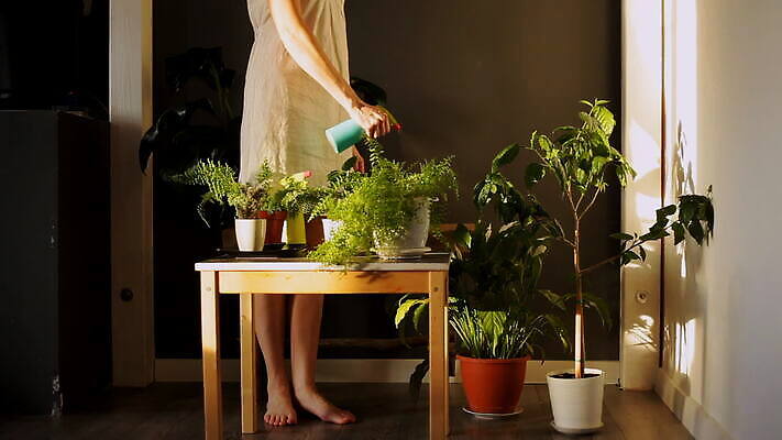 백인 라이프스타일 여자 맨발 자연 날씨 실내 한명 성인 두명 30대 빛 햇빛 일몰 성장 러시아 스프레이 돌봄 물뿌리기 벌거벗은 양치류 락다운 MOV 해외동영상 클립영상 서양인 1 유럽 모션 발 사람 내부 생활 장년 태양 노을 생태계 동영상 파일형식