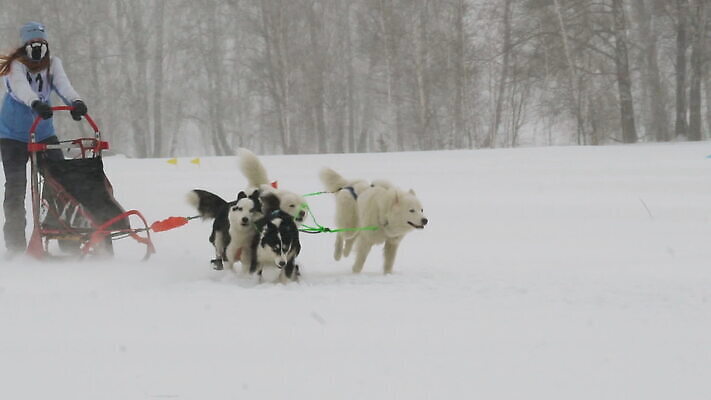 동물 스포츠 포즈 겨울 자연 사람 풍경 야외 반려동물 달리기 얼음 경쟁 운전 추위 레이싱 운전사 당기기 개 승차 속도 러시아 썰매 북쪽 썰매타기 기르기 라이더 시베리아 전력질주 MOV 해외동영상 슬로모션 클립영상 레이스천 자연요소 직업 계절 유럽 컨셉 포유류 모션 촬영기법 시합 전통놀이 직물 방향 생태계 동영상 돌봄 파일형식