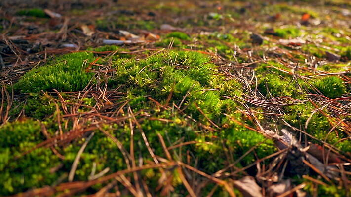 식물 백그라운드 잎 자연 파노라마 이끼 풍경 사람없음 야외 목재 초록색 여름 빛 햇빛 태양 평화 환경 맑음 흙 봄 가을 신선 소나무 바늘 황무지 닫기 떨어짐 숲 신비 장면 공상 마법 땅바닥 삼림지대 MOV 해외동영상 클립영상 자연요소 나무 계절 컬러 컨셉 재료 모션 날씨 바닥 촬영기법 도구 생태계 동영상 파일형식