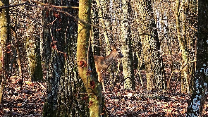 나무 동물 응시 계절 유럽 야생동물 포유류 자연 사슴 털 서기 사람없음 야외 목재 햇빛 갈색 환경 숲 꼬리 슛 변장 헝가리 동물상 삼림지대 암사슴 4K MP4 해외동영상 클립영상 식물 시선 나라 컬러 재료 모션 태양 조형물 암컷 생태계 동영상 동유럽 파일형식