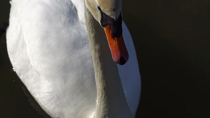 동물 호수 얼굴 야생동물 오렌지 자연 조류 사람없음 야외 물 머리 평화 수영 흰색 도시 우아함 닫기 떨어짐 순수 깃털 묘사 부리 백조 펜촉 목 주둥이 물새 계산서 단아함 동물상 벙어리 웅장함 4K MOV 해외동영상 클립영상 자연요소 컬러 컨셉 과일 모션 신체부위 조형물 펜 수상스포츠 생태계 동영상 파일형식