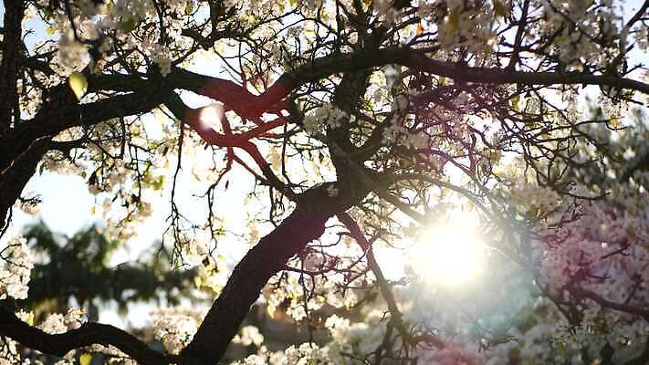 나무 식물 꽃 백그라운드 꽃무늬 아침 사람없음 아웃포커스 햇빛 태양 미국 봄 낭만 벚꽃 광선 흰색 신선 개화 체리 분위기 닫기 사과 순수 캘리포니아 부드러움 내추럴 블러 살구 카피스페이스 효과 4K MP4 해외동영상 클립영상 주간 자연요소 계절 컬러 컨셉 북아메리카 무늬 과일 모션 촬영기법 공백 감각 동영상 파일형식