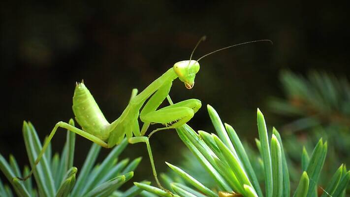 동물 여자 야생동물 곤충 잎 절지류 자연 무척추동물 안테나 사람없음 초록색 흰색 기도 육식동물 포식 4K MP4 해외동영상 클립영상 식물 컬러 통신 사람 생태계 동영상 파일형식