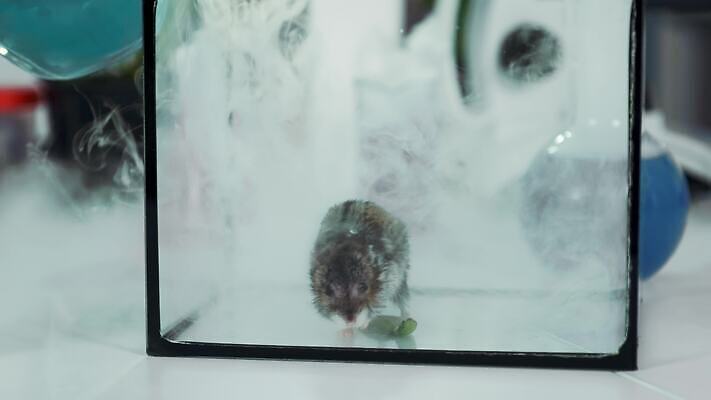 동물 과학 실험 사람없음 닫기 연기 쥐 컨테이너 생물학 화학물질 4K MOV 해외동영상 클립영상 교육 산업 모션 화학 설치류 동영상 파일형식