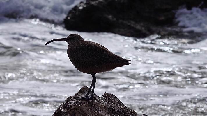 동물 야생동물 파도 자연 조류 해변 사람없음 옆모습 물 서핑 깃털 부리 캘리포니아 태평양 철새 석호 내추럴 동물상 산티아고 4K MP4 해외동영상 클립영상 자연요소 바다 뷰포인트 조형물 미국 수상스포츠 생태계 동영상 파일형식