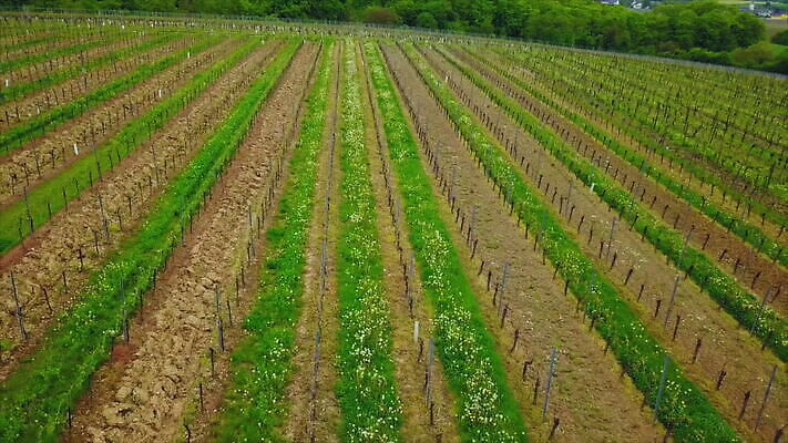 농업 자연 독일 풍경 사람없음 야외 초록색 봄 성장 농촌 시골 포도밭 일렬 항공촬영 양조 조감도 MOV 해외동영상 클립영상 계절 유럽 산업 뷰포인트 컬러 밭 생태계 동영상 파일형식