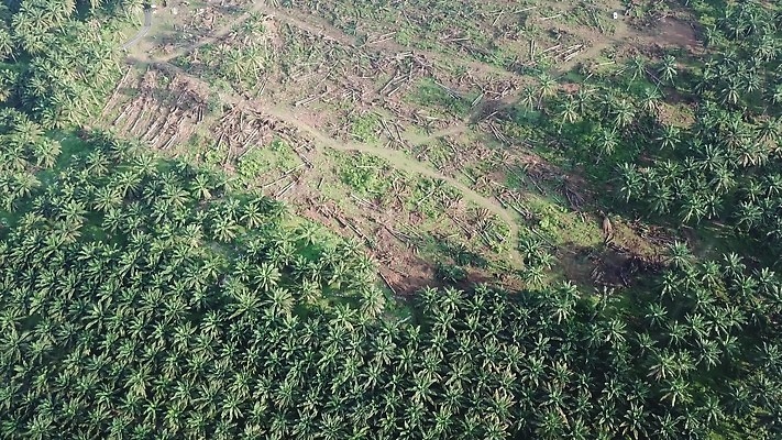 나무 식물 편집 디자인 계절 산업 컬러 백그라운드 패턴 농업 자연 손바닥 풍경 사람없음 야외 초록색 농작물 햇빛 농장 환경 흰색 재산 기름 숲 땅 말레이시아 내추럴 4K MOV 해외동영상 클립영상 손 아시아 음식 무늬 금융 태양 생태계 동영상 파일형식
