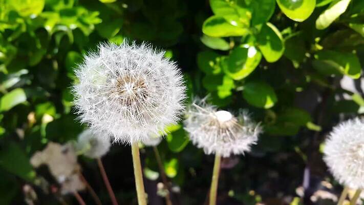 식물 계절 공원 꽃 물결 백그라운드 단풍 잎 농업 모션 자연 건강 사람없음 야외 초록색 컬러풀 햇빛 정원 봄 활발 성장 벚꽃 가을 나뭇가지 신선 개화 황금 닫기 숲 유기농 내추럴 4K MOV 해외동영상 클립영상 나무 웰빙 공공시설 산업 컬러 컨셉 태양 생태계 동영상 파일형식