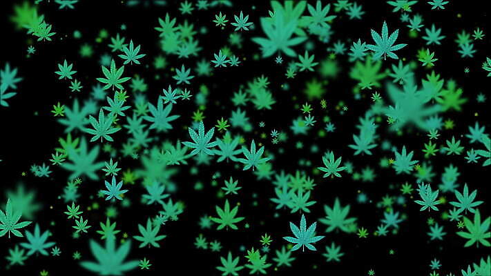 행복 잎 생각 농업 휴식 담배 건강 사람없음 약 기쁨 잡초 삼 고리 허브 중독 내추럴 가면무도회 대마초 마리화나 4K MOV 해외동영상 클립영상 식물 감정 산업 컨셉 채소 의학 동영상 마약 무도회 파일형식