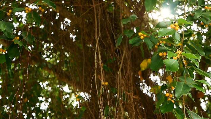 나무 식물 공원 아시아 줄기 백그라운드 잎 패턴 자연 추상 안테나 동양인 사람없음 야외 목재 초록색 여름 갈색 평화 정원 고요 나뭇가지 소프트포커스 숲 큼 심볼 순수 묘사 질감 뿌리 신성 무화과 내추럴 옛날 그리너리 MOV 해외동영상 클립영상 계절 공공시설 나라 컬러 컨셉 무늬 과일 재료 통신 촬영기법 인종 크기 생태계 동영상 파일형식 트랜드컬러